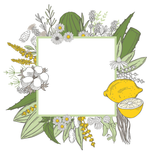  Organic cosmetics background. Plants  for medicine and  natural cosmetics. Vector sketch  illustration. - Vettoriali, immagini