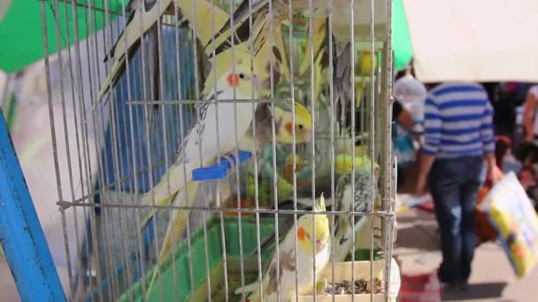 Zierliche Haustiere, gelbe Nymphen in Käfigen zum Verkauf auf dem Outdoor-Flohmarkt. - Filmmaterial, Video