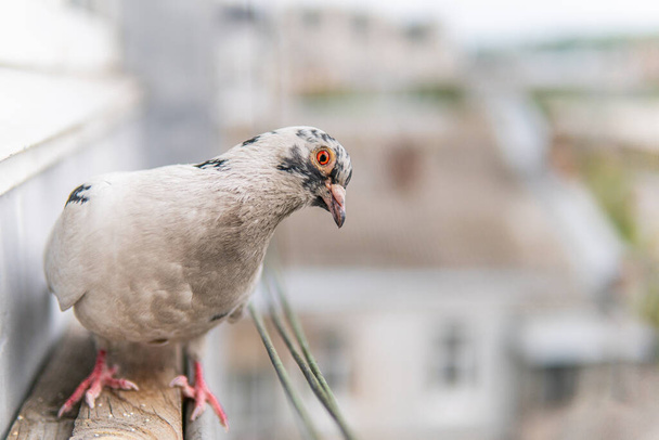 Curiosa paloma blanca hambrienta con ojos anaranjados está sentada y mirando
 - Foto, Imagen
