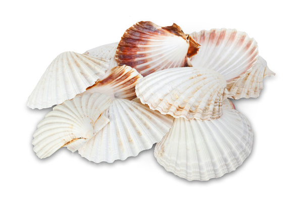 Coquilles blanches
 - Photo, image