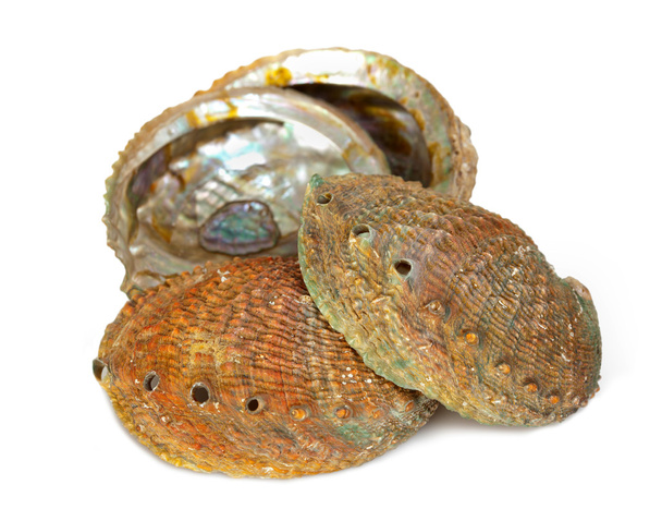 Quattro conchiglie abalone
 - Foto, immagini
