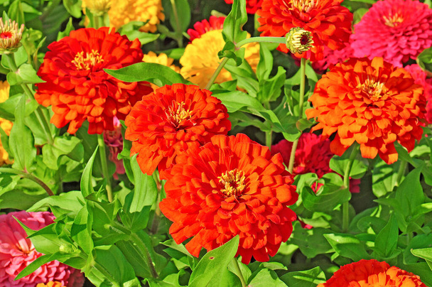 Сад с разноцветными великолепными цветами - Фото, изображение