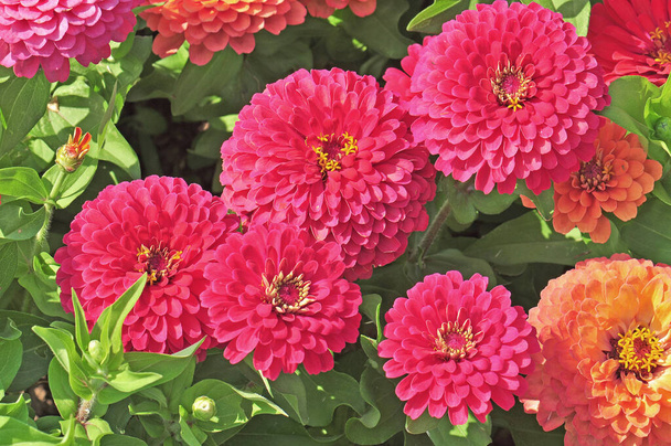 Zahrada s pestrobarevné nádherné květiny - Fotografie, Obrázek
