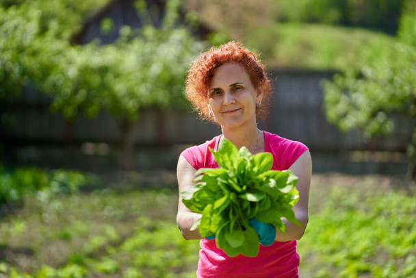 Woman farmer harvesting fresh orache (Atriplex hortensis), aka French spinach from the garden - Valokuva, kuva