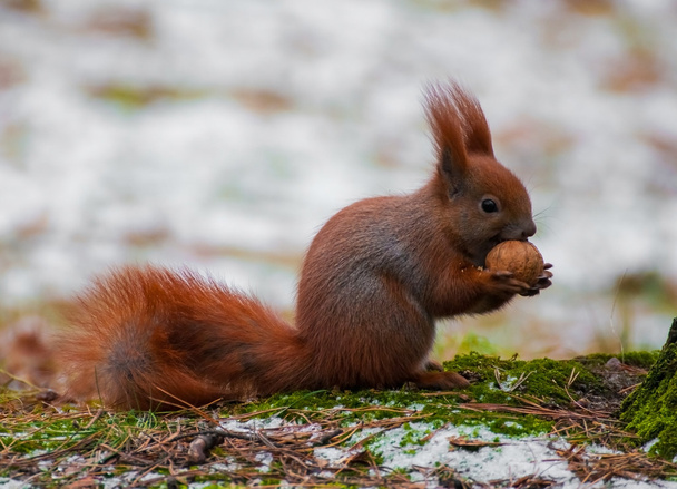 Squirrel - Photo, Image