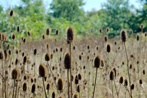 Field of teasel seed pods - Photo, Image