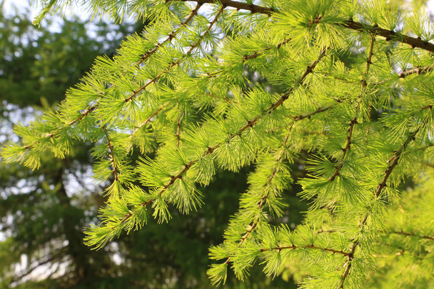 新鮮な葉を持つカラマツの緑の枝、自然な春の背景 - 写真・画像