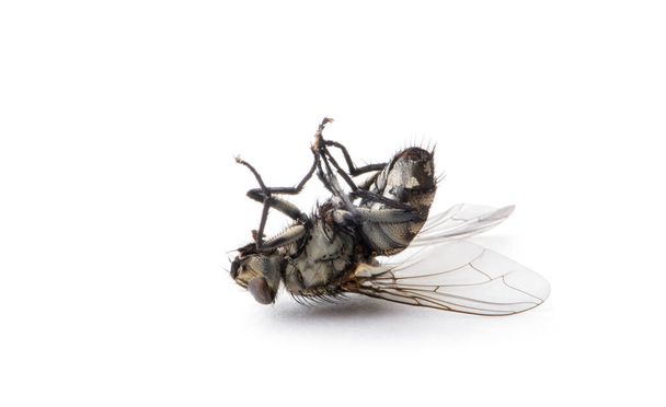 Νεκρή μύγα απομονωμένο λευκό φόντο. - Φωτογραφία, εικόνα
