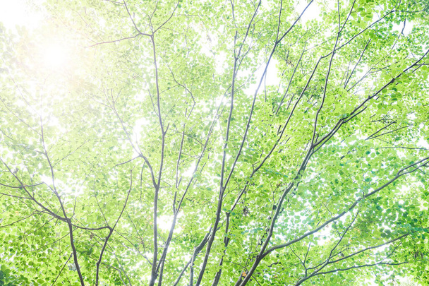 Background image of green trees (with backlighting) - Foto, immagini