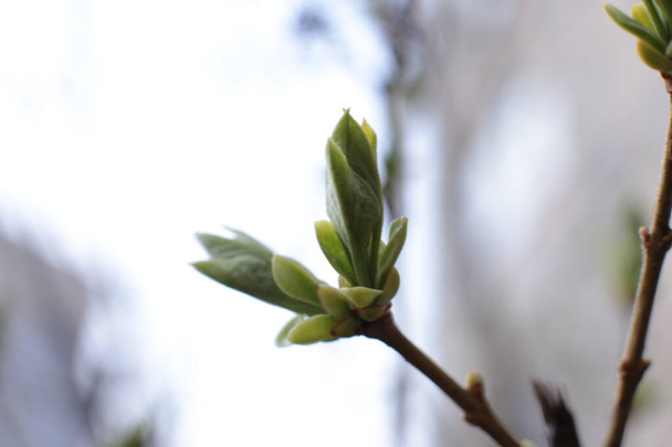 Young buds and green leaves on the branches - Photo, Image