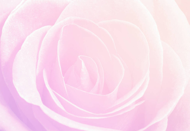 крупним планом макрос рожевої троянди
 - Фото, зображення