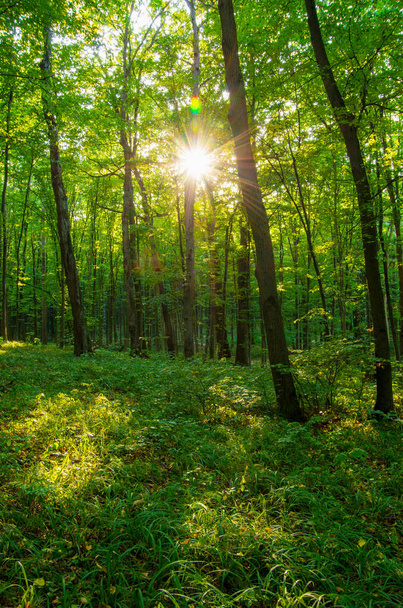 Lesní stromy. příroda zelené dřevo slunce pozadí. - Fotografie, Obrázek