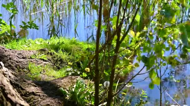 σε ένα γρήγορο ποτάμι στο λαμπερό φως του ήλιου υπάρχει ένα δέντρο με πράσινο γρασίδι στην άκρη του ποταμού - Πλάνα, βίντεο