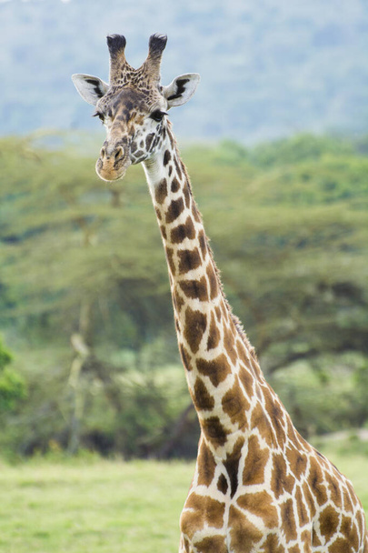 Eine Rothschild-Giraffe in Masai Mara, Kenia an einem Septemberabend - Foto, Bild