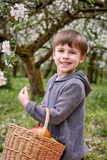 Ein Junge mit einem Weidenkorb und Äpfeln darin. Vor dem Hintergrund grünen Grases und blühender Bäume. - Foto, Bild