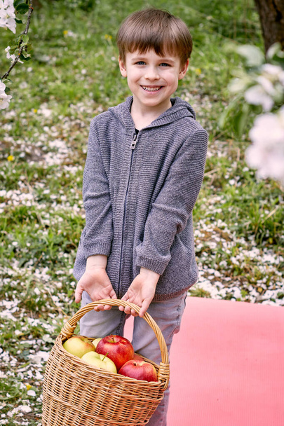 Um rapaz com uma cesta de vime e maçãs. Contra o pano de fundo da grama verde e árvores floridas
. - Foto, Imagem