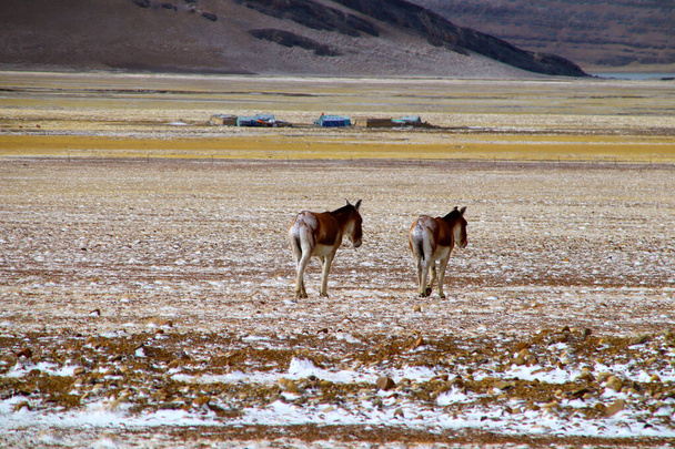 Deux ânes sauvages marchant tranquillement dans le plateau pâturage après la neige
 - Photo, image