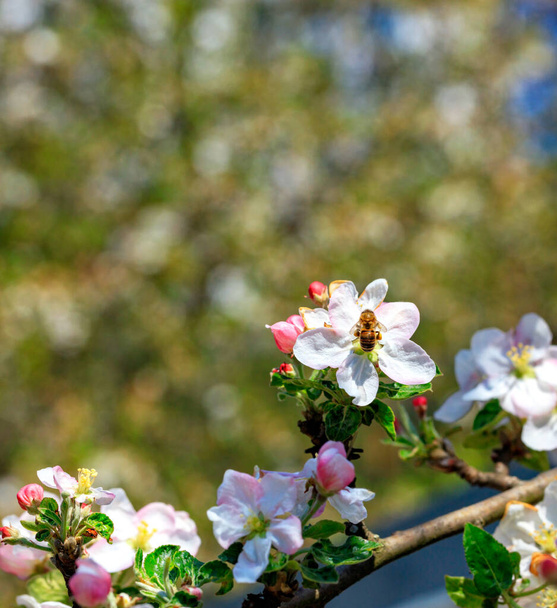 Un'ape laboriosa impollina un fiore di un melo e raccoglie nettare e polline al sole su uno sfondo di un giardino primaverile fiorito in sfocatura, primo piano
. - Foto, immagini