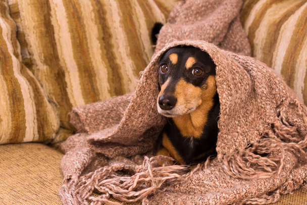 小さな黒い犬がソファの上の毛布に包まれた。家庭の快適さの概念. - 写真・画像