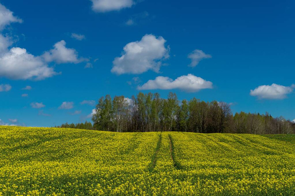 Bloeiveld van fel geel koolzaad, canola of koolzaad met bandensporen van een boerderijvoertuig onder een zonnige blauwe lucht met witte wolken - Foto, afbeelding