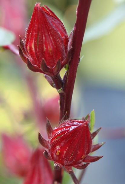Roselle vruchten op tak - Foto, afbeelding