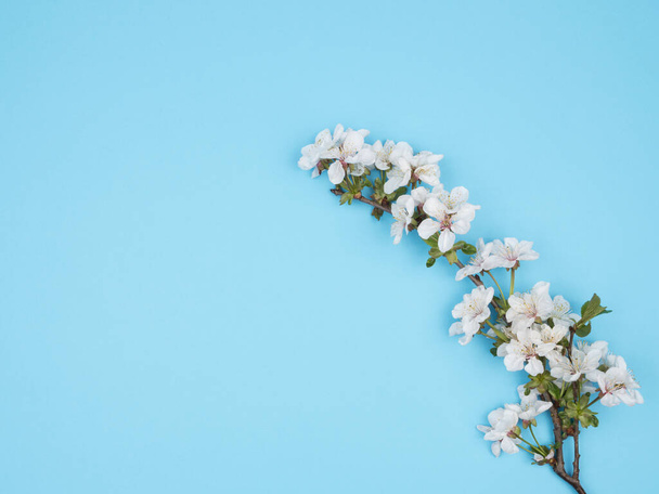 Rama floreciente de una flor de cerezo sobre un fondo azul. La vista desde arriba
. - Foto, Imagen