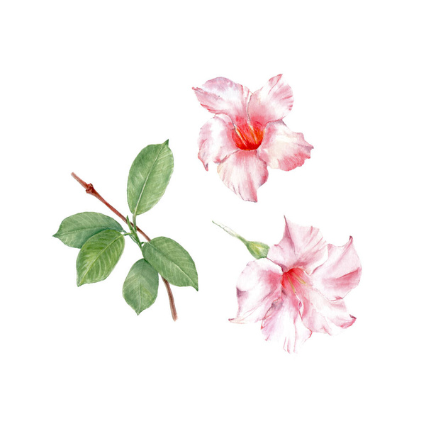 Botanische Blüten rosa Dipladenia, isoliert auf weiß. Aquarell-Illustrationsset vorhanden. Aquarellzeichnung Mode-Aquarell - Foto, Bild