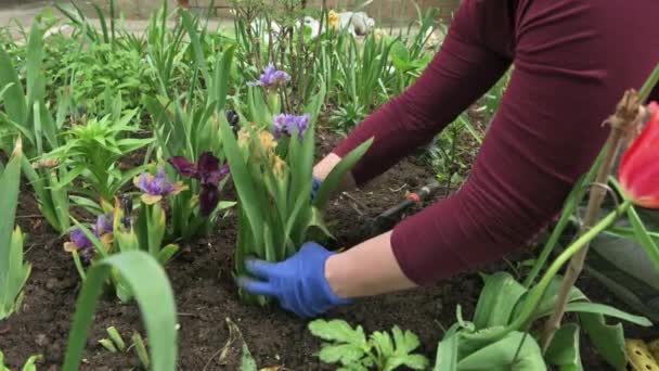 Nainen puutarhuri kädet istutus kukkivat kukat maaperään kukkapenkkiin
 - Materiaali, video