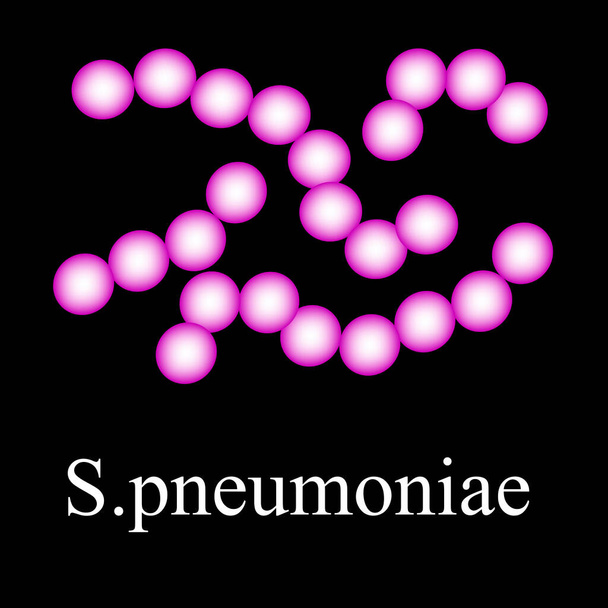 Struktura pneumokoków. Bakterie pneumokoków. Infografika. Ilustracja wektora na pojedynczym tle. - Wektor, obraz