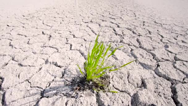 Waterdoordrenkte groene plant in de woestijn - Video