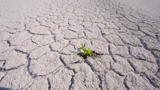 Wasserdurchtränkte grüne Pflanze in der Wüste - Filmmaterial, Video