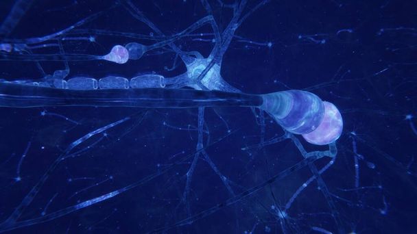 3D vykreslování mozkových neuronů se synapsemi a axony - Fotografie, Obrázek