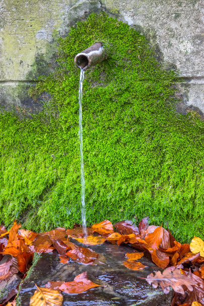καθαρό πόσιμο νερό από την πηγή νερού με πράσινα βρύα - Φωτογραφία, εικόνα