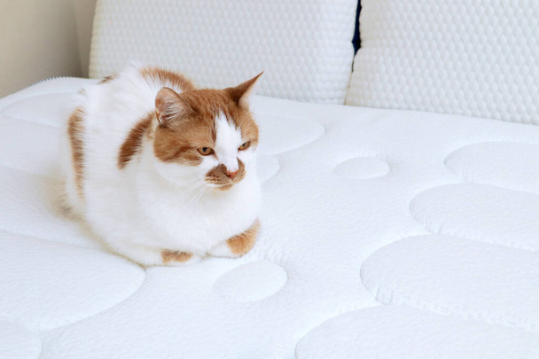El gato de jengibre doméstico descansa sobre un colchón ortopédico. El concepto de salud para la espalda y el cuerpo
. - Foto, imagen