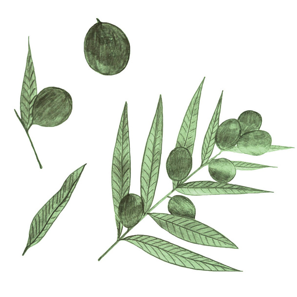 Olivová sada nakreslená jednoduchou tužkou. Olivové dekorativní prvky pro design. - Fotografie, Obrázek