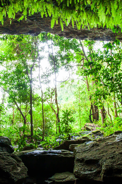 Mystic ősi barlang buja páfrány, moha és zuzmó, kilátás belülről a barlang néz ki, napfény ragyog keresztül elsődleges erdő a barlangba. Phu Pha Yon Nemzeti Park, Thaiföld. Szelektív fókusz. - Fotó, kép