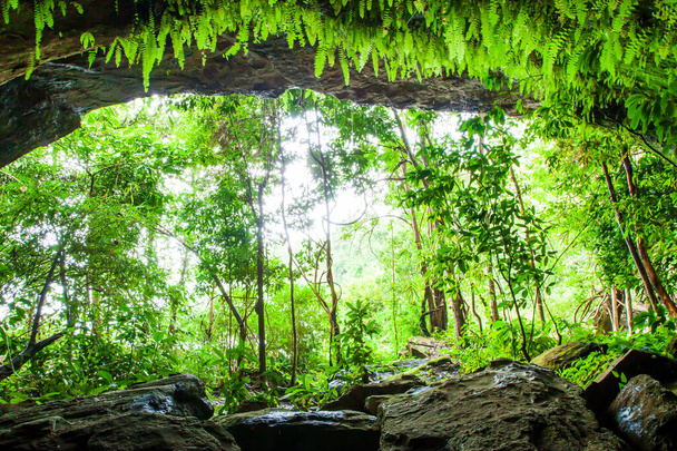 Mistyczna starożytna jaskinia z bujną paprocią, mchem i porostem, widok z wnętrza jaskini z widokiem, światło słoneczne świeci przez pierwotny las do jaskini. Park Narodowy Phu Pha Yon, Tajlandia. Skupienie selektywne. - Zdjęcie, obraz