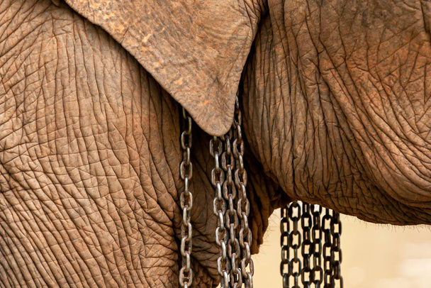 Nahaufnahme eines asiatischen Elefantenkopfes in Eisenketten. - Foto, Bild