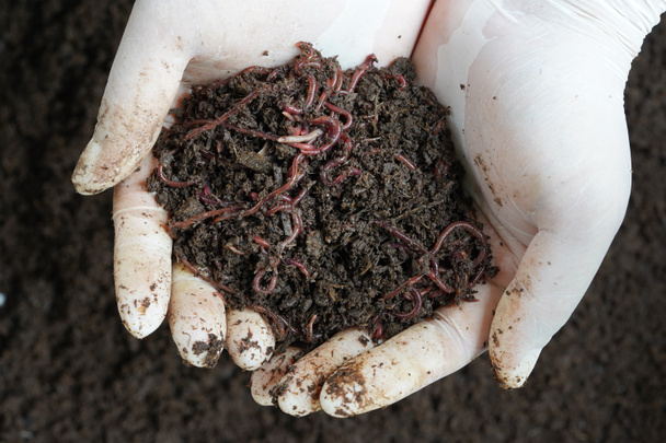 Fertilizante de vermicomposto para plantar árvores, a mão do homem está mostrando fertilizante orgânico
,  - Foto, Imagem