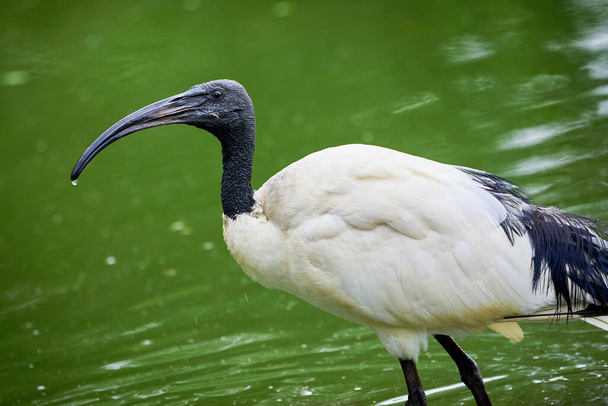 Zwarthoofdig ibis in natuurlijke habitat (Threskiornis melanocephalus) - Foto, afbeelding