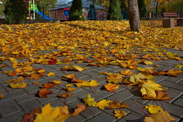Oroszország. Moszkva régió, Istra. City Park közel az új jeruzsálemi kolostor. Juhar ősz a parkban - Fotó, kép
