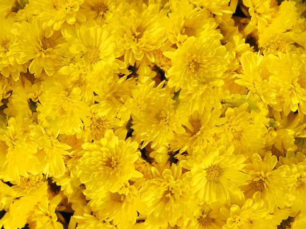 Krásné žluté Marigold Flower Abstraktní pozadí. - Fotografie, Obrázek