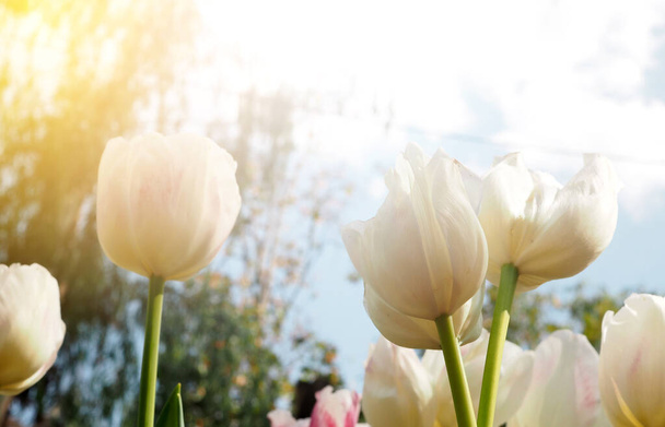 Gyönyörű tulipán Virág lágy csillogás lágy fókuszban szűrő színek használata a háttérben. - Fotó, kép