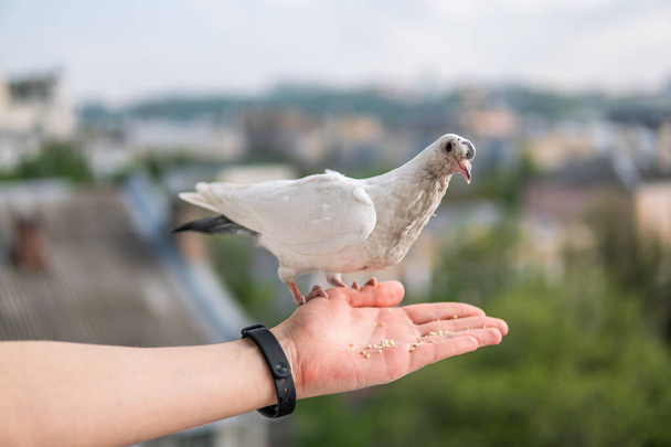 Blanc beau et affamé pigeon aux yeux noirs est assis sur une main et manger des blés
 - Photo, image