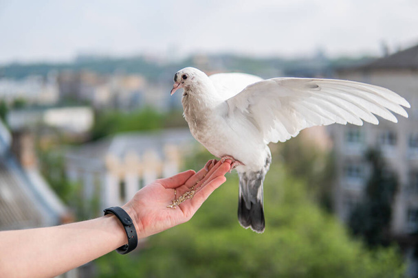 Witte mooie en hongerige duif met zwarte ogen zit op een hand en eet tarwekorrels - Foto, afbeelding