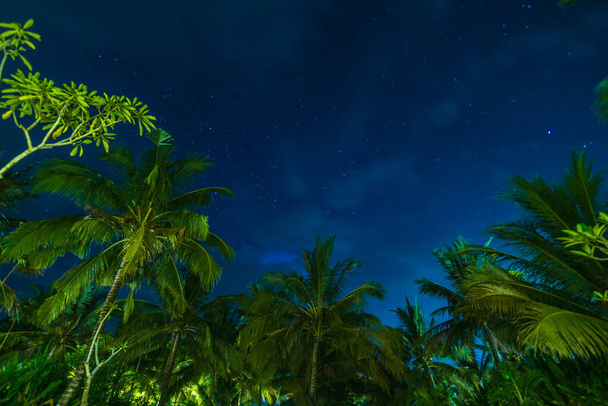 palmbomen in de nacht met sterren aan de donkerblauwe hemel - Foto, afbeelding