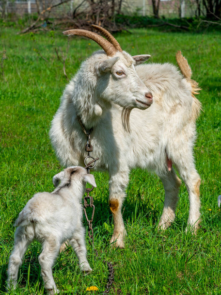 Белая коза на цепи стоит с маленьким ребенком на зеленой траве
 - Фото, изображение