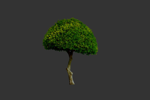 Izolovaný fíkus altissima nebo obecní strom se zastřihovacími cestičkami - Fotografie, Obrázek