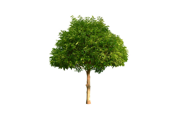 Изолированный фикус альтиссима или дерево совета с обрезками пути
 - Фото, изображение