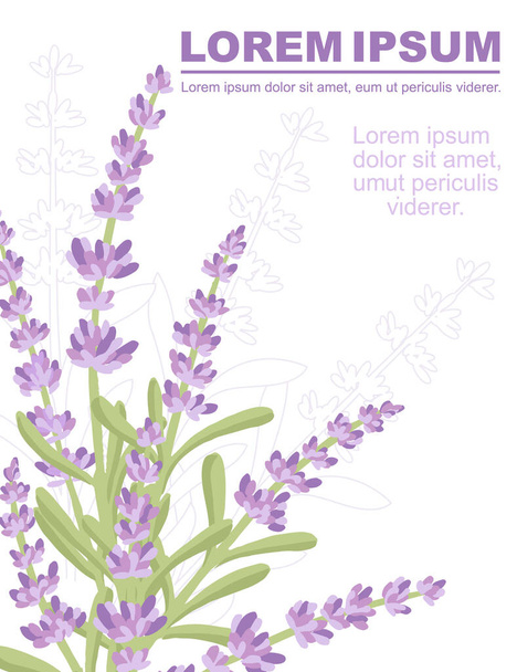 Coloridas flores de lavanda verano ramo de hierbas naturales publicidad volante diseño plano vector ilustración sobre fondo blanco
. - Vector, imagen